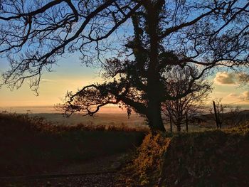 Bare tree on field against sky during sunset