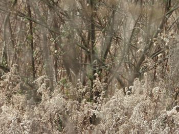 Close-up of a forest