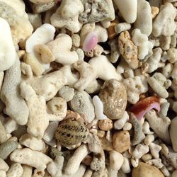 High angle view of hermit crab on dry coral and pebbles at beach