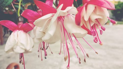 Close-up of pink flowers