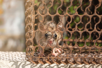 Portrait of mouse in cage