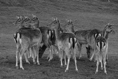 View of deer on field