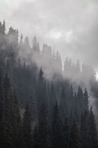 Pine trees in forest