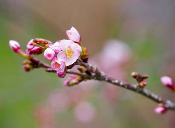 Close-up of pink flowers on branch