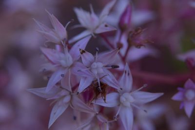 Close-up of insect on flowers