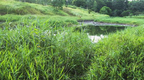 Grass on field by lake