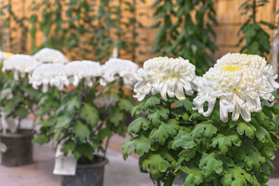 Close-up of white flowering plant