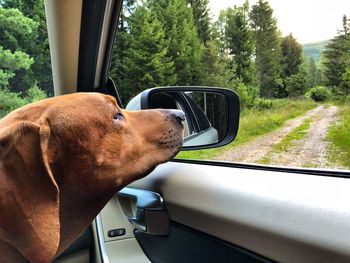 Close-up of a dog in car