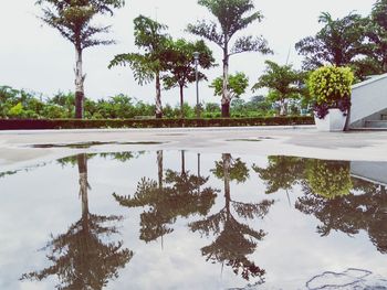 Reflection of trees in swimming pool against sky