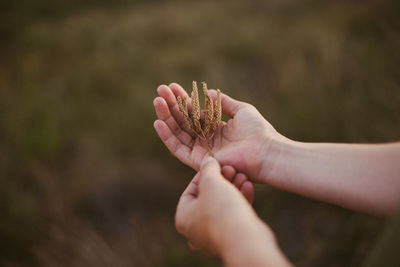 Close-up of hand holding plant