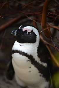 Close-up of a bird