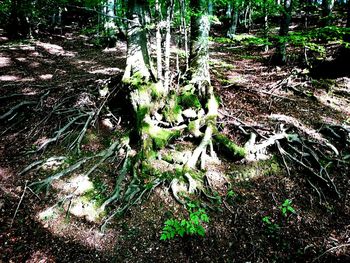 Close-up of tree in forest