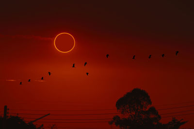 Low angle view of silhouette birds flying against orange sky