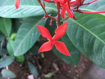 Close-up of red flowering plant