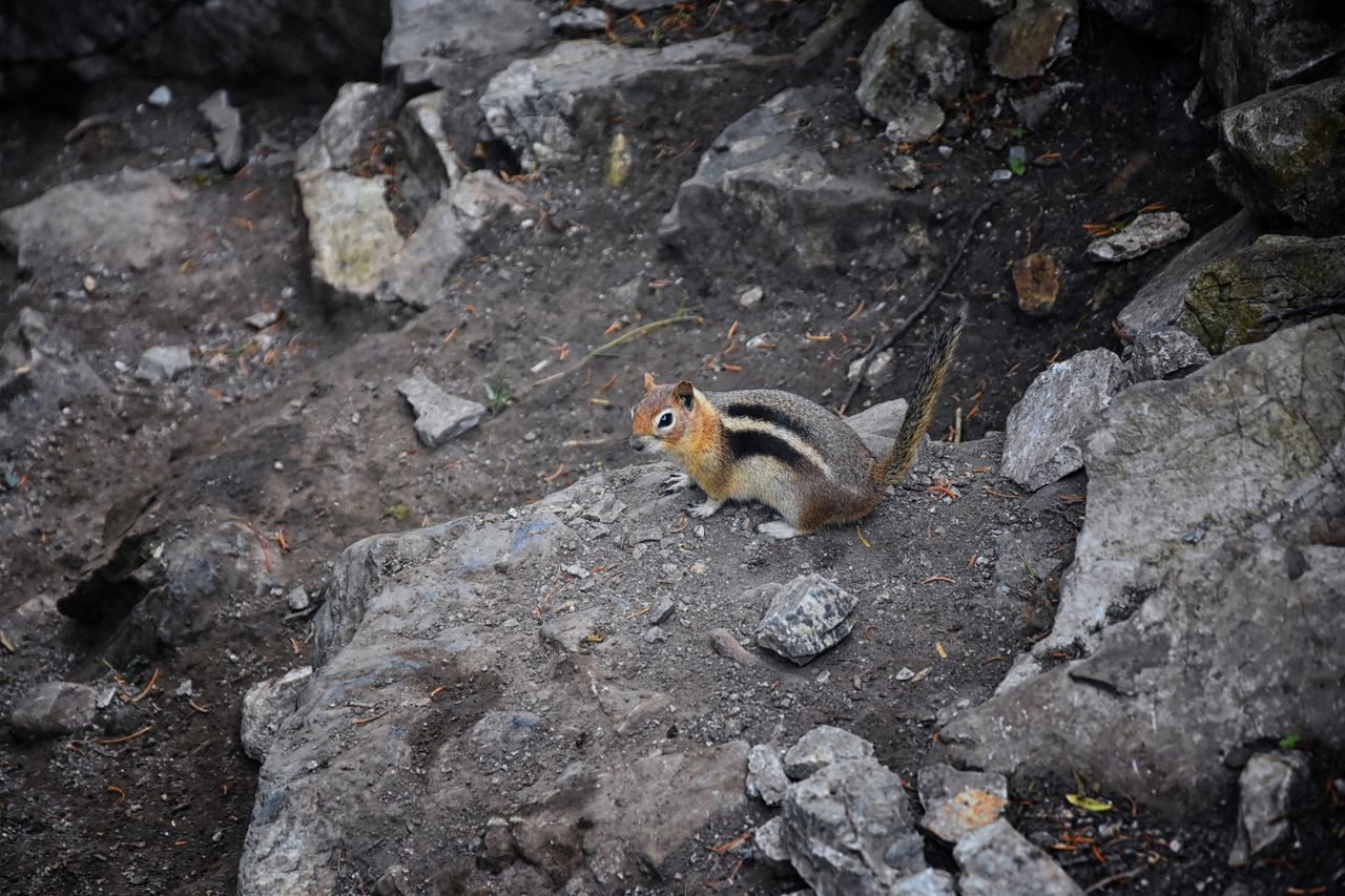 HIGH ANGLE VIEW OF BIRD ON ROCK