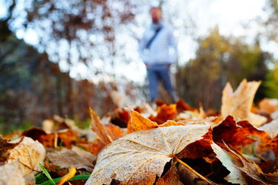 Close-up of dry maple leaves fallen on tree