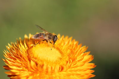 Close-up of insect on flower