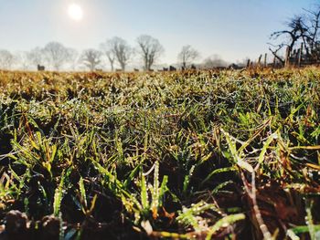 Close-up of plants on field against sky