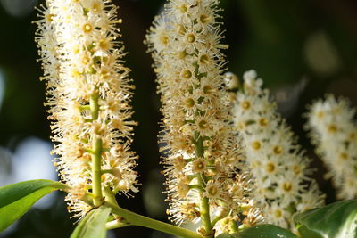 Detail shot of white flowers against blurred background