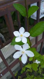 Close-up of white frangipani blooming outdoors