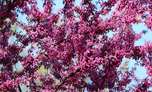 Low angle view of pink cherry blossom