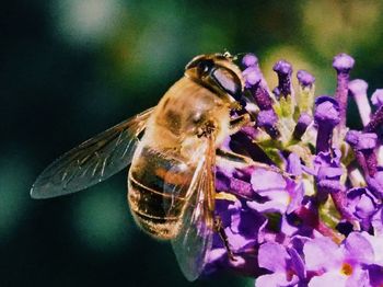 Close-up of butterfly perching on purple flower