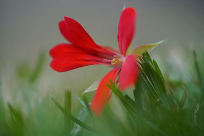 Close-up of red flower