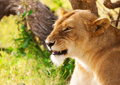 Close-up of a cat