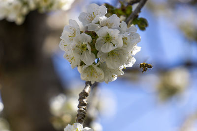 Close-up of white cherry blossom tree