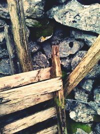 Close-up of wooden log on tree trunk