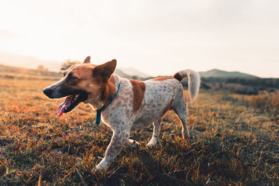 Dog standing in field