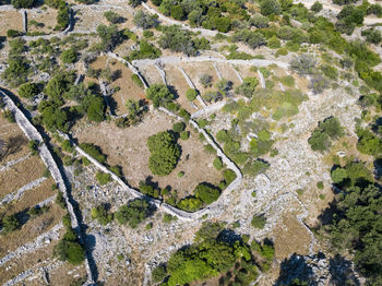 High angle view of plants growing on land