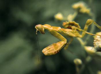 Close-up of flower buds growing outdoors