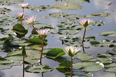 Close-up of water lily in lake