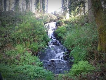 Scenic view of waterfall in forest