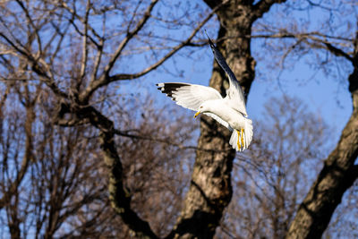 Low angle view of bird flying against the sky