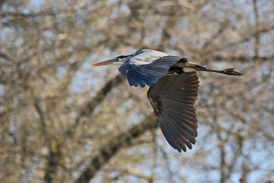 Low angle view of heron flying against bare tree