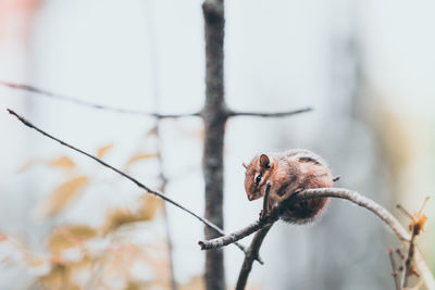 Chipmunk sitting on branch
