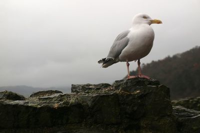 Close-up of bird perching against sky