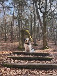 Polish lowland sheepdog on stairs 