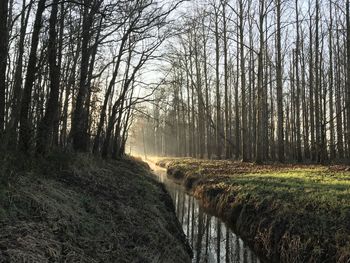 Scenic view of forest