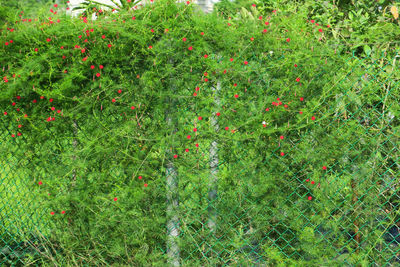 Full frame shot of plants