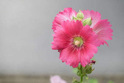 Close-up of pink flower blooming outdoors