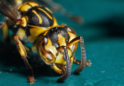 Close-up of bee on the sea