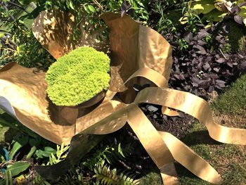 High angle view of succulent plant on field