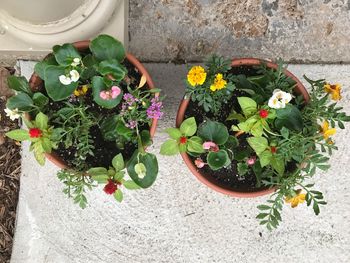 High angle view of plants