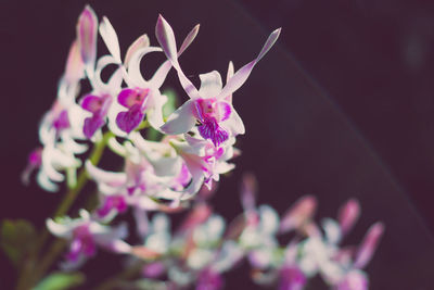 Close-up of flowers