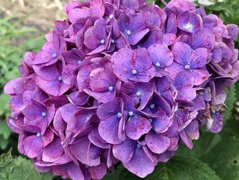 Close-up of fresh pink hydrangea flowers