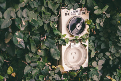 Close-up of camera and plants