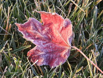 Close-up of grass in field